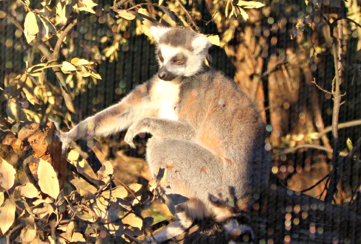 lemur