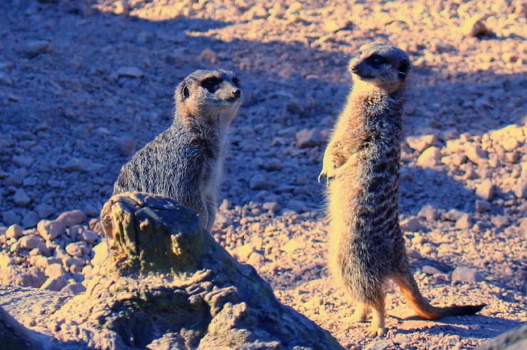 meerkats