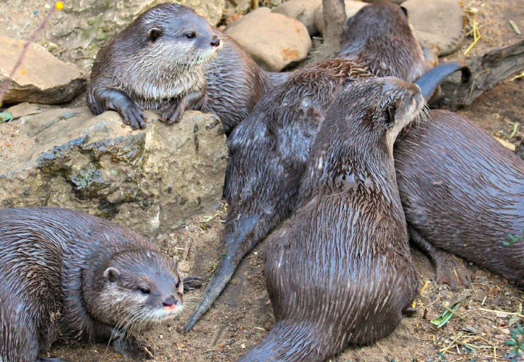 otters