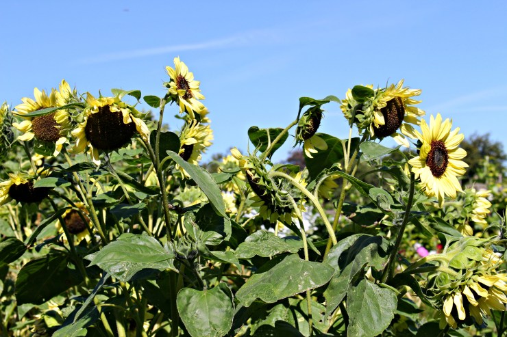 midsummersunflowers