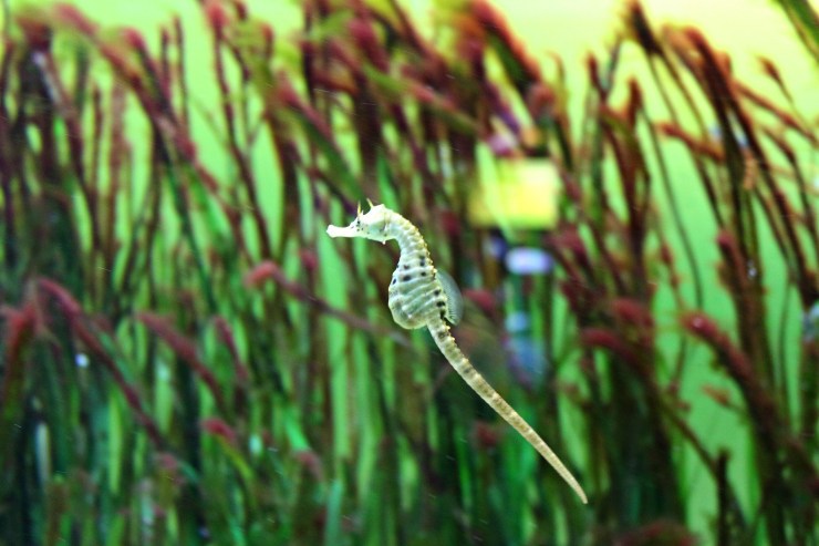 seahorse